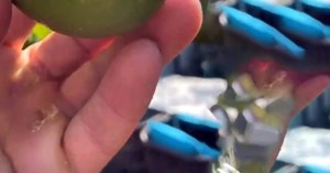 Para içinde yüzen Nusret Gökçe'nin çok çalışmaktan elleri nasır bağladı