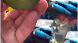 Para içinde yüzen Nusret Gökçe'nin çok çalışmaktan elleri nasır bağladı